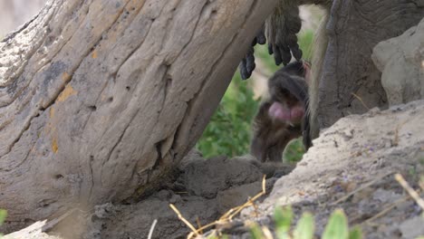 new born baby baboon gets up and walks away