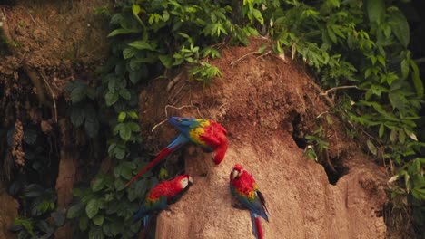 three scarlet macaws peacefully eat nutrient-rich clay at chuncho clay lick, vibrant against the jungle.