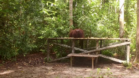 Orang-utan-Verlässt-Nahrungsplattform-Im-Dschungel-Von-Borneo