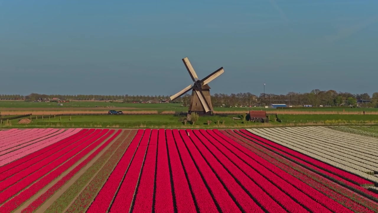 Luftfoto av en tradisjonell nederlandsk vindmølle med roterende vinger. Et fantastisk landskap med rader av røde, rosa og hvite tulipaner