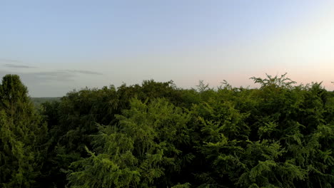 Hovering-over-trees,-on-the-horizon-there-is-a-blue-sky-without-clouds,-shots-for-the-period-before-sunset