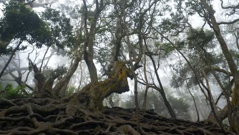 Kamera-Zeigt-Riesige-Verdrehte-Baumwurzeln-über-Dem-Boden-Im-Tropischen-Wald-Im-Berühmten-Touristenziel-Guna-Cave-In-Kodaikanal,-Tamil-Nadu