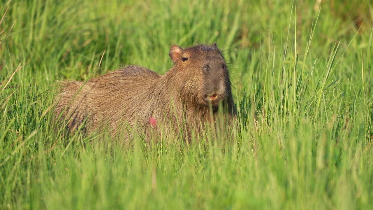 Greater capybara Hydrochoerus hydrochaeris lies mostly hidden in tall wetland grass, alert and still in warm evening light.