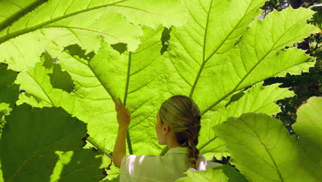 Mujer-De-La-Naturaleza-Tocando-Una-Planta-Gigante-De-Ruibarbo-En-El-Bosque-4k