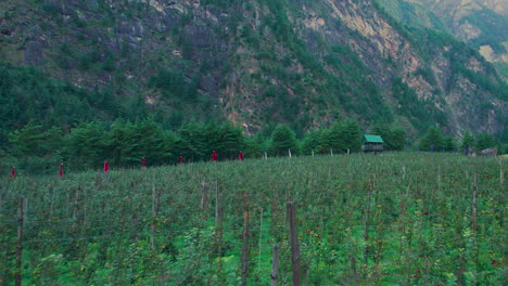 greenery of apple farm in manang nepal, ree house farmers, annapurna region drone shot, landscape, hills, fences, plants, beauty nature 4k