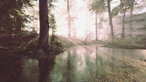 pond in a forest with fog