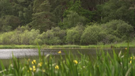 Mirando-Por-Encima-De-Algunas-Plantas-De-Flores-Amarillas-En-Un-Pequeño-Lago-Escocés