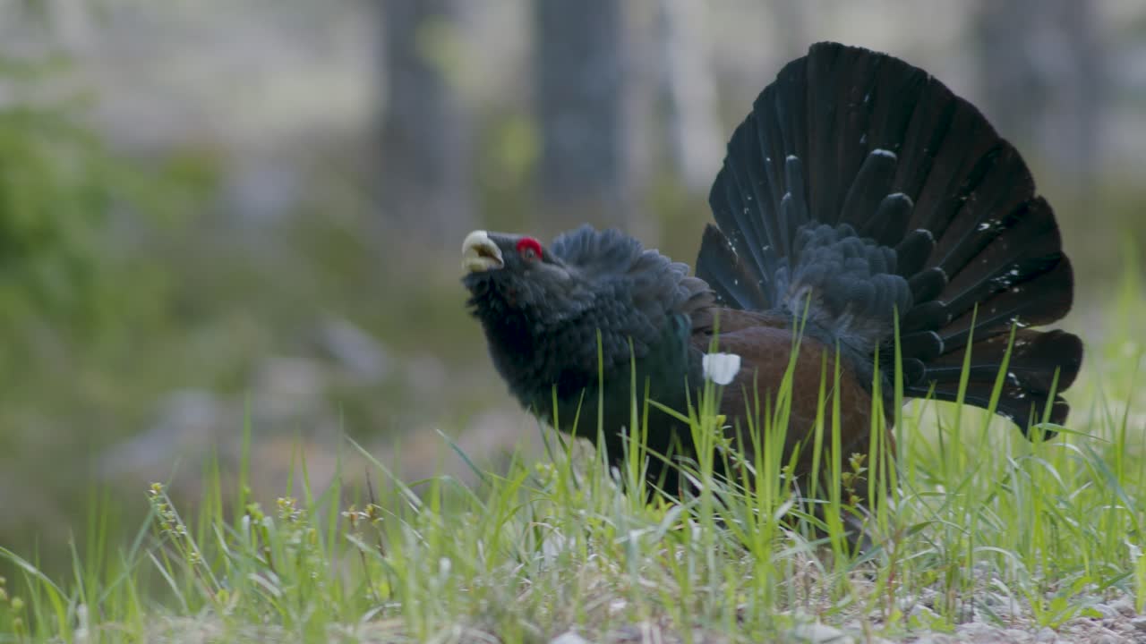 el macho de capercaillie occidental se alojó en el sitio de lek en la temporada de lekking cerca en la luz matutina del bosque de pinos