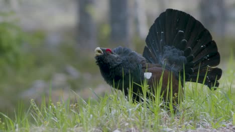 Male-western-capercaillie-roost-on-lek-site-in-lekking-season-close-up-in-pine-forest-morning-light