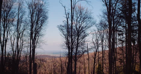 Branches-Of-Trees-In-Mountains-In-Winter-1