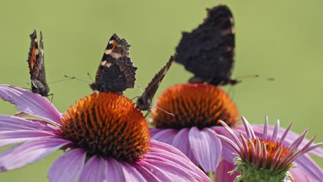 static view of a colony of black striped butterflies on flowers