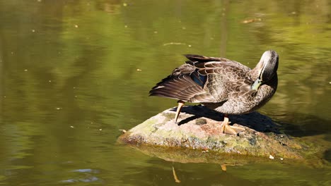 a duck preening itself on a rock