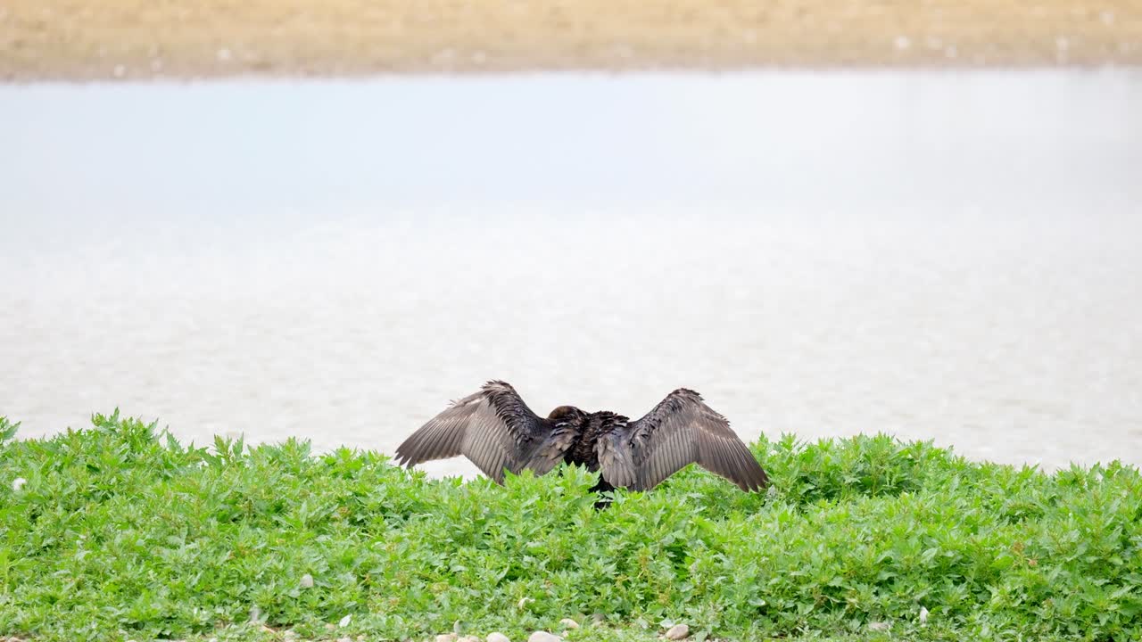 Large Cormorant sitting on her nest and flexing her wings, with a white face and yellow and grey bill