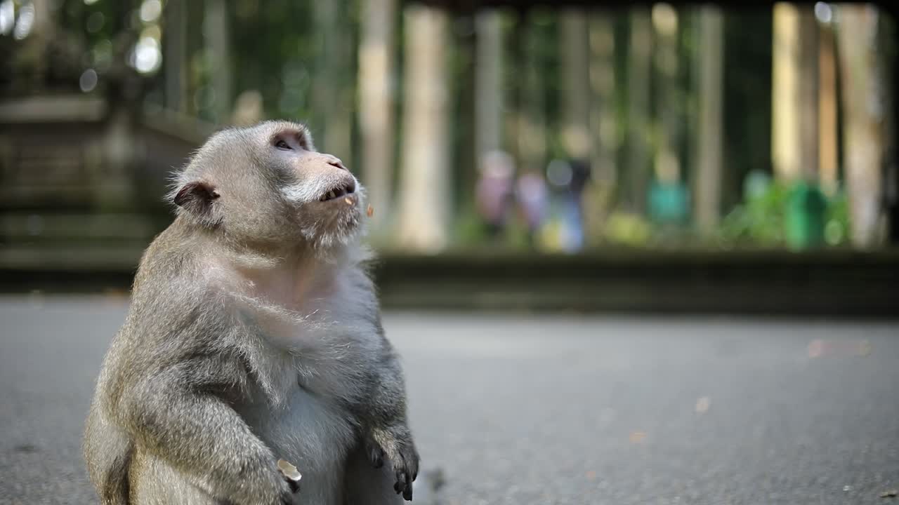 un gran mono balinés de cola larga en el bosque sagrado de los monos en bali, indonesia, recibiendo comida de un turista.