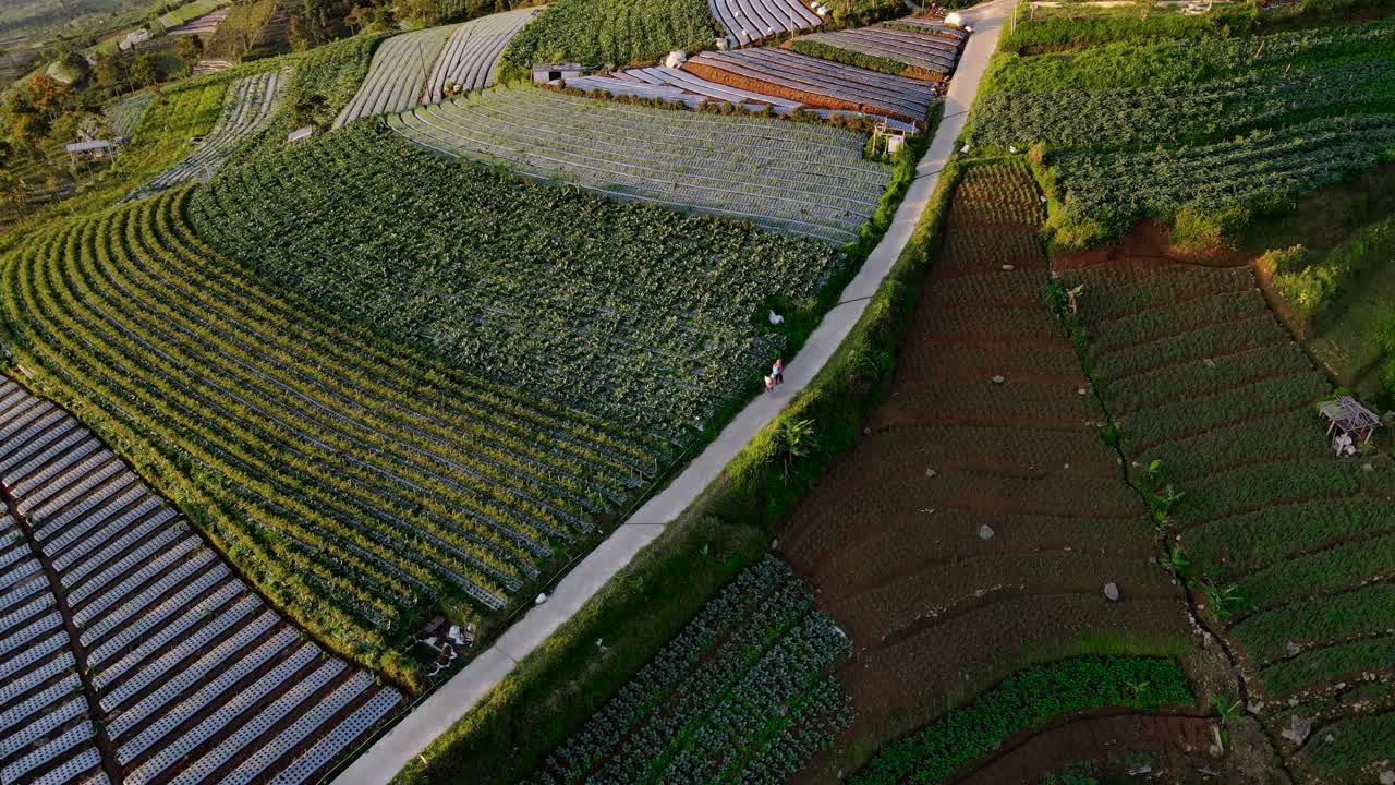 두 명의 농부들이 플랜테이션 한가운데의 길을 따라 고 있는 드론 촬영