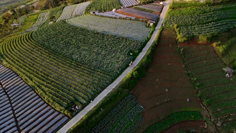 Drone-shot-of-two-farmers-were-walking-along-the-road-in-the-middle-of-the-plantation