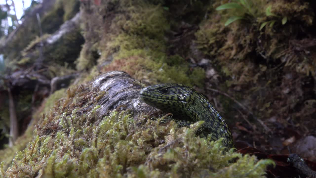 экстремальный крупный план высокогорной аллигаторовой ящерицы в джунглях коста-рики 1