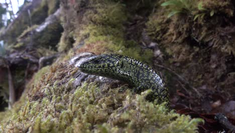 Extremo-Cerca-De-Un-Lagarto-Cocodrilo-De-Las-Tierras-Altas-En-Las-Selvas-De-Costa-Rica-1