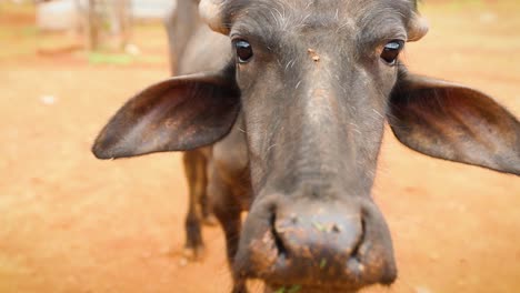 close up portrait shot of wild indian cow looking into camera during eating grass