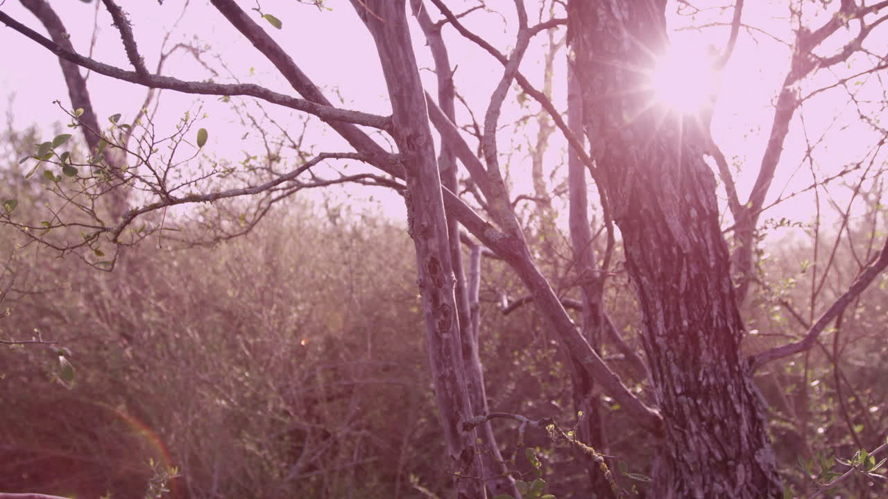 disparo de bengala solar de plantas de texas
