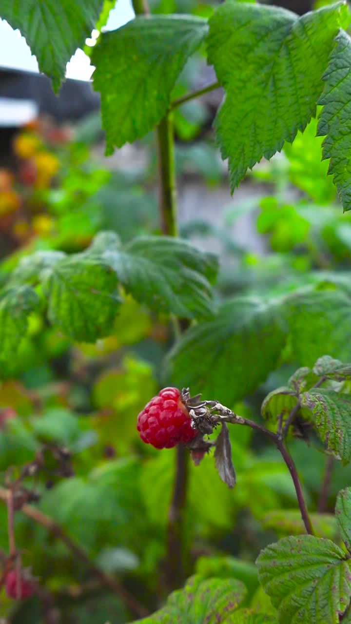 Close up view of red colorful tasty and ripe fresh raspberries hanging on a green leafy bush in a cloudy summer garden with bokeh blurry background that has greenery and trees in it. Leaf textures