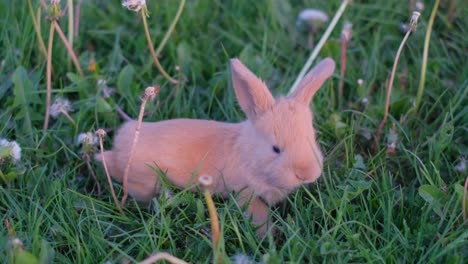 easter is coming little cute rabbit in green young spring grass symbol of easter and spring