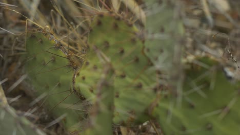 macro close up on prickly pear cactus in desert 4k left to right