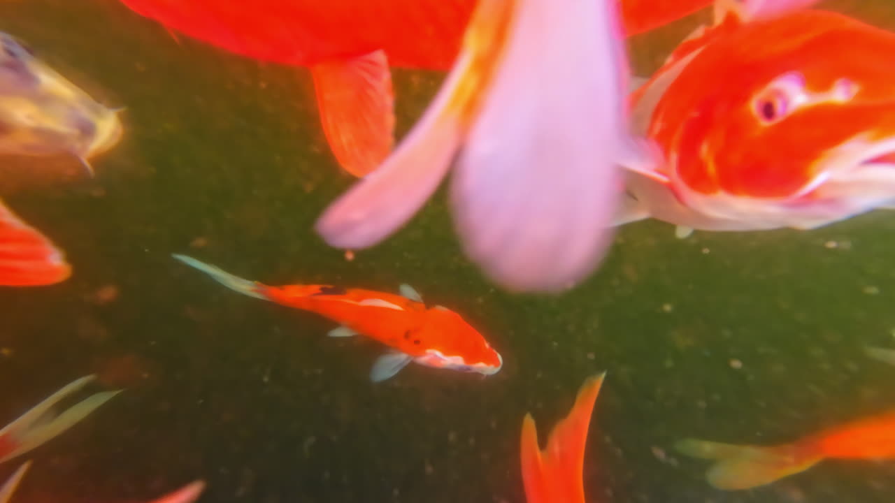 Koi fish carp vibrant color colorful underwater swimming Japanese Zen Garden