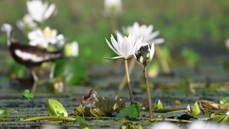 pheasant tailed jacana bird protecting her young chick