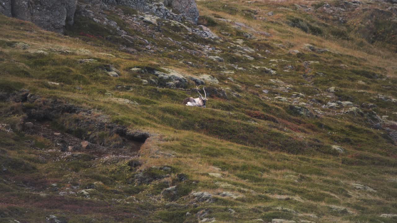 un toro de reno solitario acostado en una ladera de montaña cubierta de hierba en islandia