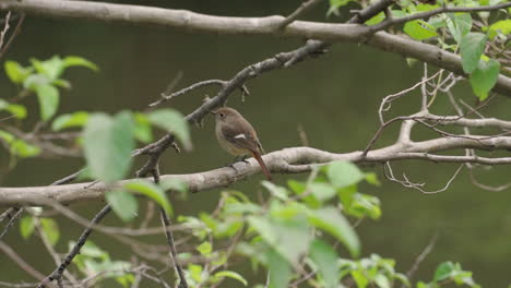 male daurian redstart, known as jobitaki in japan, perching on a tree branch in the forest - static, wide shot