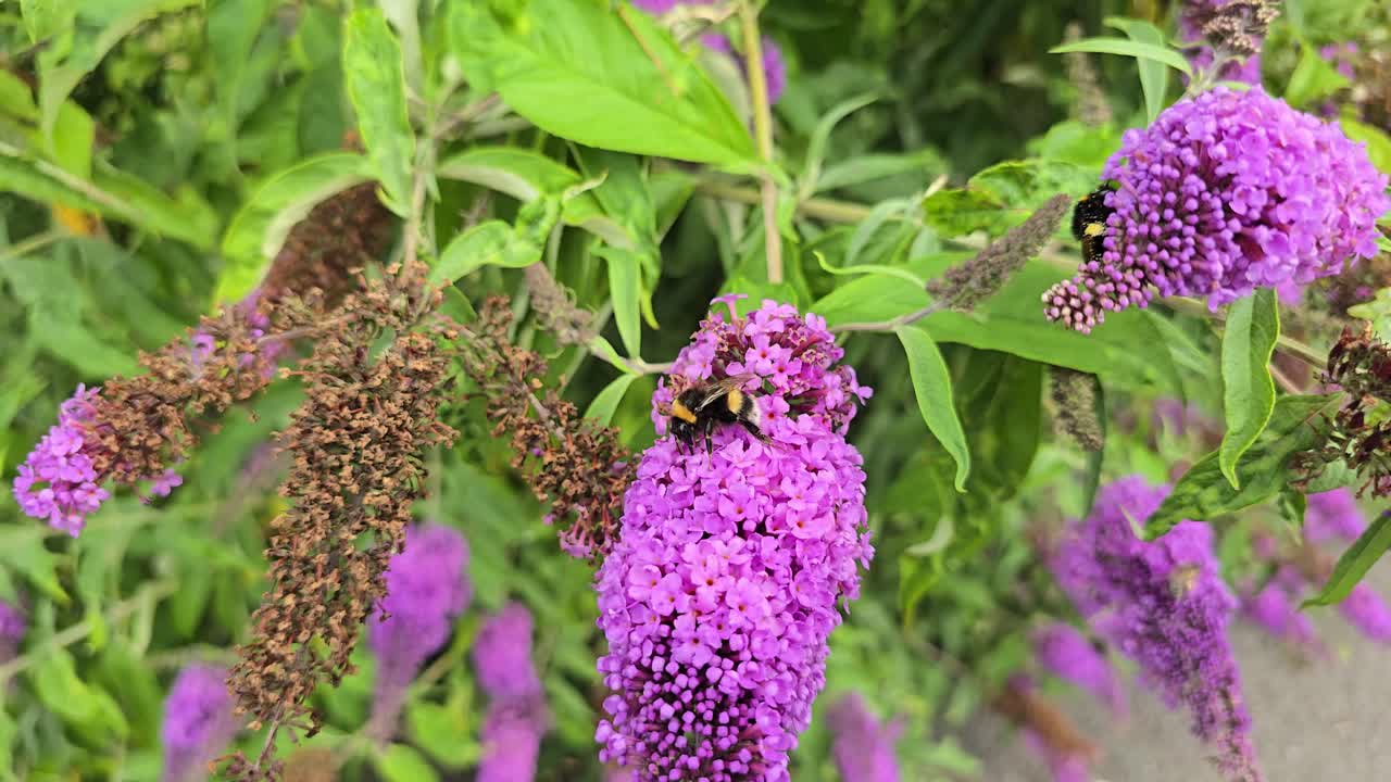 Close-up bumblebees on purple Buddleja davidii in slow motion