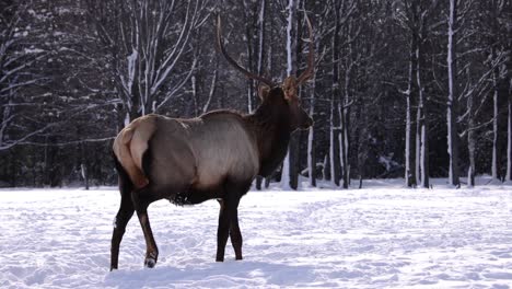 elk bull mira a la cámara y se aleja