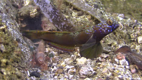 Underwater-shot-of-Banded-Shrimpgoby-guarding-its-burrow-while-its-roommate,-an-Alpheus-shrimp,-is-shoveling-sand-in-background