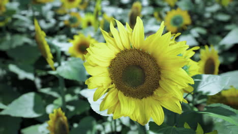 beautiful sunflowers in a field