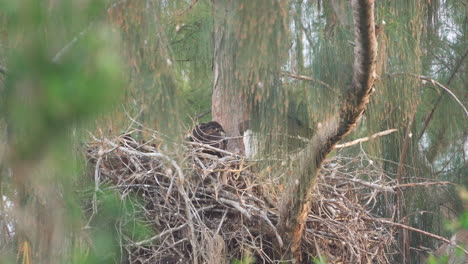 bald eagle feeding baby chicks in nest up in tree branch 1