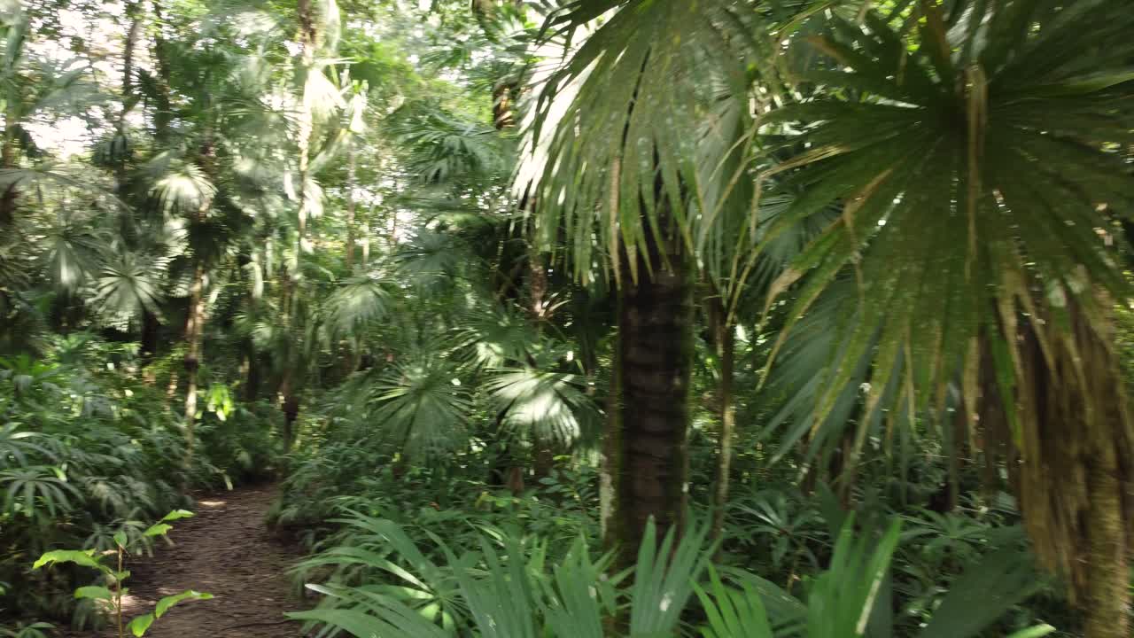 un camino trillado que conduce a través de una jungla verde con vegetación densa y palmeras