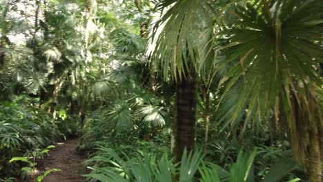 A-trodden-path-leading-through-a-green-jungle-with-dense-vegetation-and-palm-trees