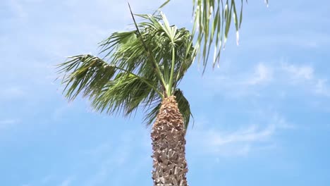 low angle shot of green palm coconut tree waving in wind under blue sky