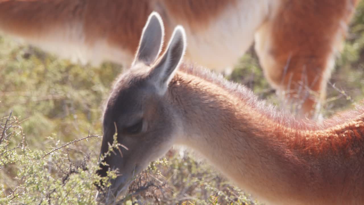 una foto de cerca de las hojas explorando guanaco entre una manada más grande el cabello soplando suavemente en el viento