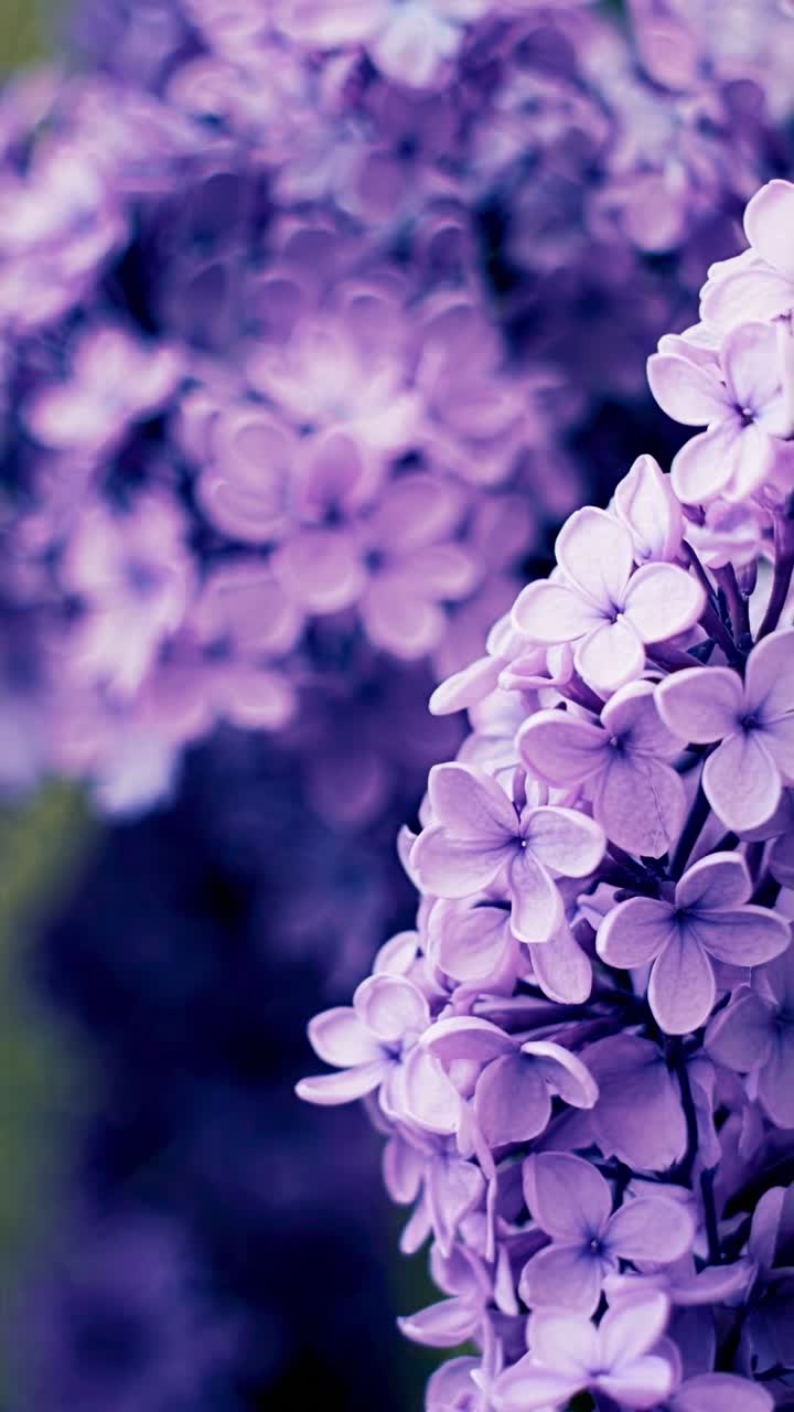 Vídeo em close-up de flores roxas vibrantes, filmado em um ângulo para capturar profundidade e detalhes.
