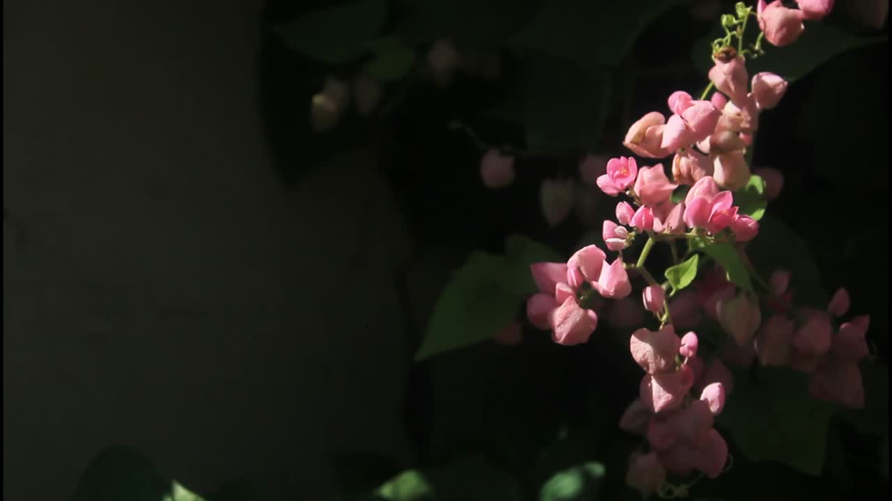 분홍색 꽃과 벌