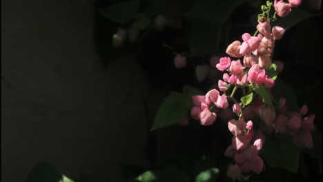 flores rosas y abejas