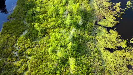 4k-aerial-drone-footage-of-a-beautiful-lake-in-michigan-in-the-summer,-with-green-trees,-algae,-water,-very-colorful-and-scenic,-rising-up-to-show-the-nature-scene-below