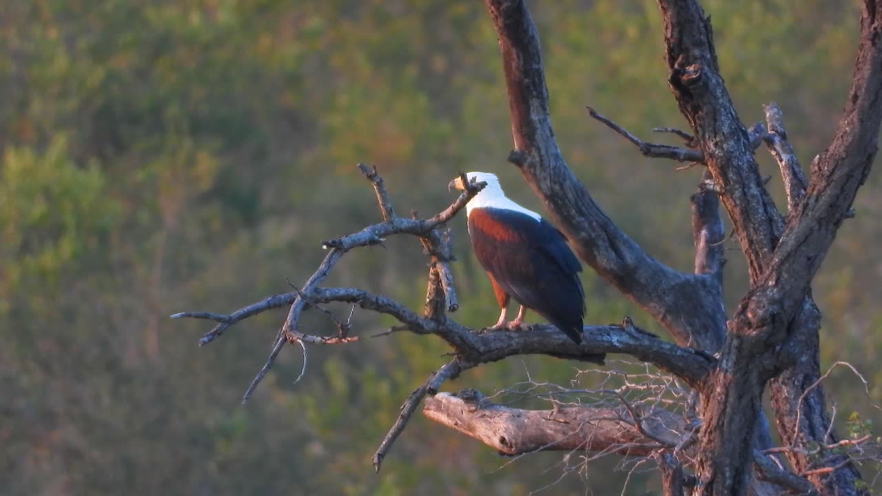 African White-tailed Eagle resting in the branches of a tree