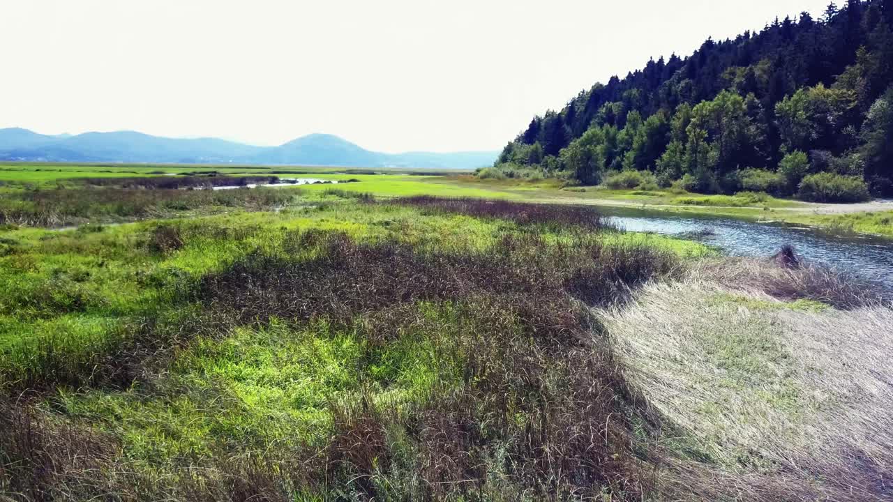 aerial: flyver tæt på det grønne græs og det blå vand i en park