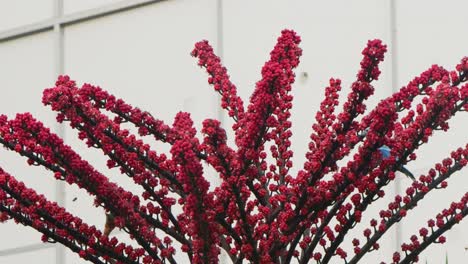 Gelb,-Blau-Und-Kolibri,-Der-Rote-Blumen-Frisst,-Nahaufnahme-4k