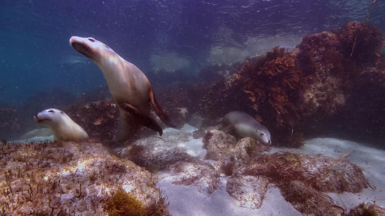 Australian Sea Lions Neophoca cinerea Hopkins Island Port Lincoln South Australia 4k