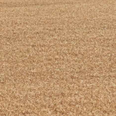 yellow grain ready for harvest