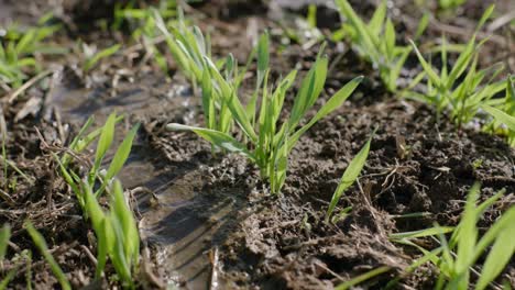 young grains growing on field